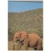 Elephants: A Portrait of the Animal World