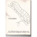 Bugs colouring book