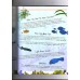 Ocean Hide and Seek (Arbordale Collection)