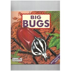 First Focus : Big Bugs  (Ladybird)