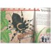 First Focus : Big Bugs (Ladybird) First Focus : Big Bugs (Ladybird)