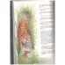 Bedtime Stories (Ladybird)