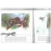 Animal Life stories : the squirrel