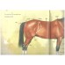 A Field Full of Horses (Read and wonder)