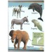 Animals - Early Learning Picture books