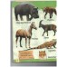 Animals - Early Learning Picture books