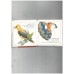 Colourful Animals (Kenneth Lilly's Animal Ark)