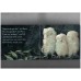 Owl Babies