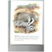 My First Picture Book of Baby Animals