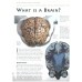 Complete Book Of The Brain