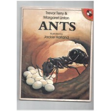 Ants 